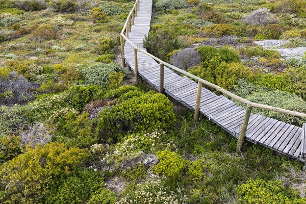 Wooden bridge in Lekkerwater Nature Reserve