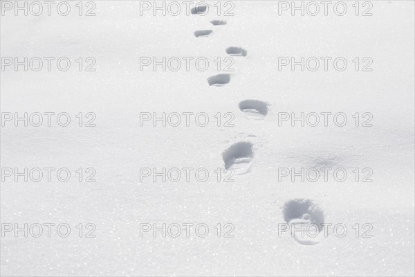 Footprints on snow