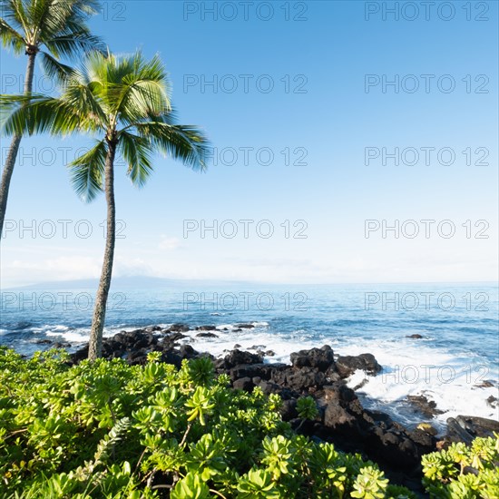 Palm trees on rocky sea coast