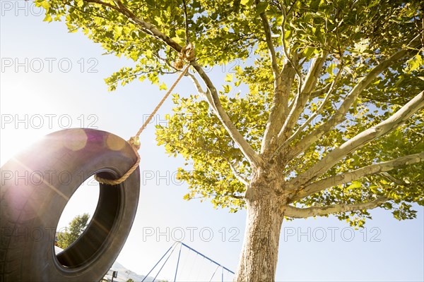 Low angle view of tire swing hanging on tree in Summer