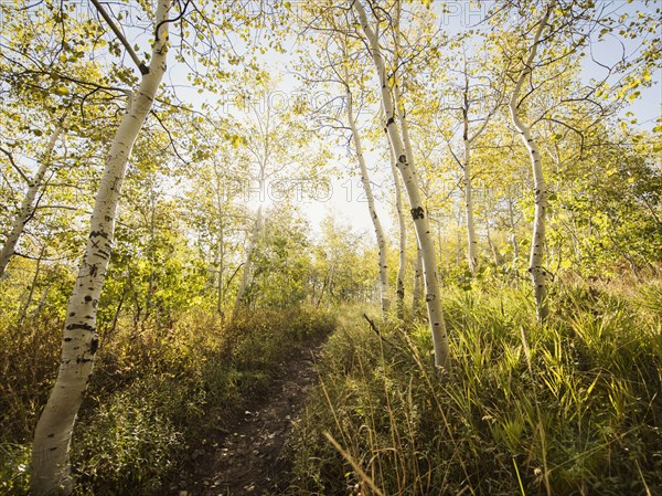 Footpath in forest on sunny day