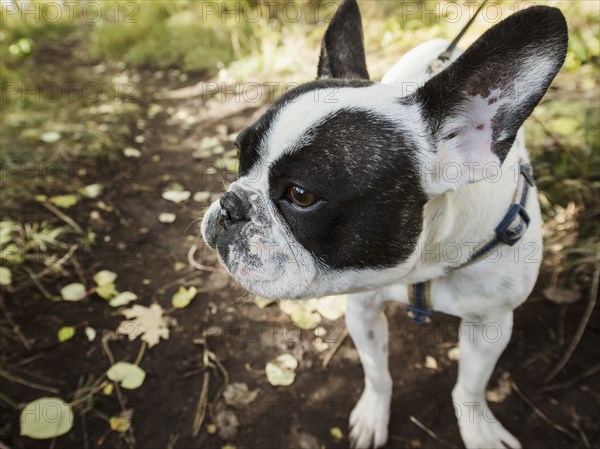 Close-up of black and white French bulldog on footpath