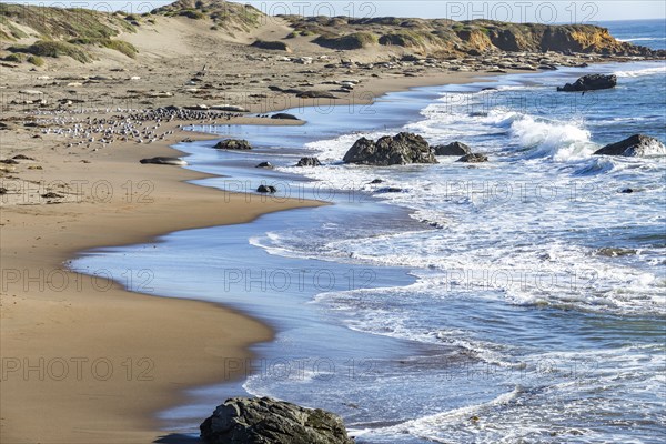 San Simeon, Elephants Seals sunbathing on beach