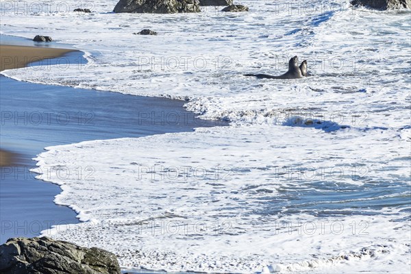San Simeon, Bull Elephant Seals fighting in surf