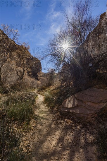 Sun shining through trees along hiking trail