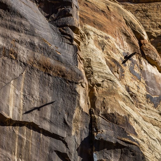 Raven flying along cliff