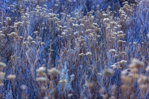 Close-up of wild grasses