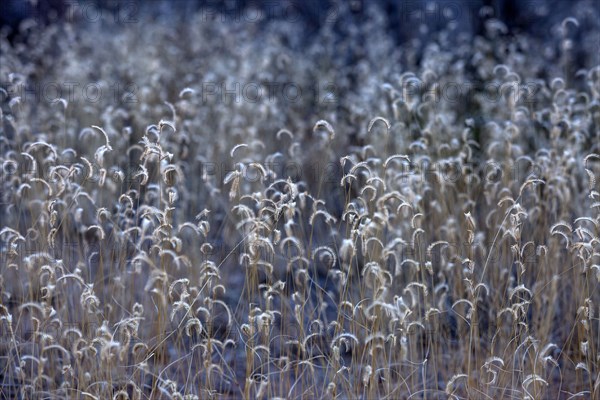 Close-up of wild grasses