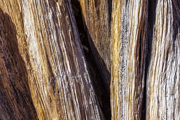 Dry tree trunk with striped pattern