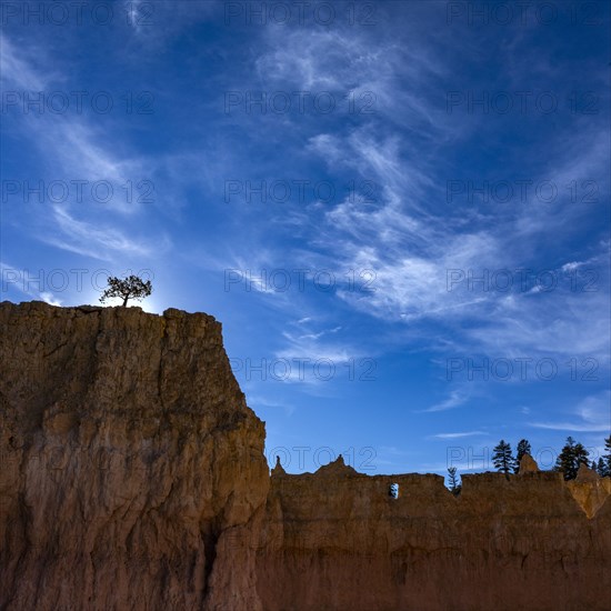 Trees on canyon edge