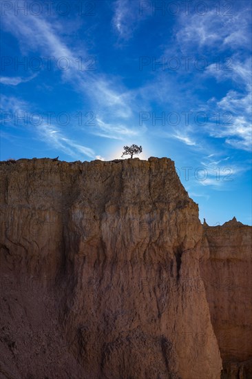 Single tree on canyon edge