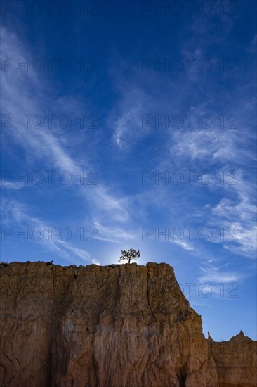 Single tree on canyon edge