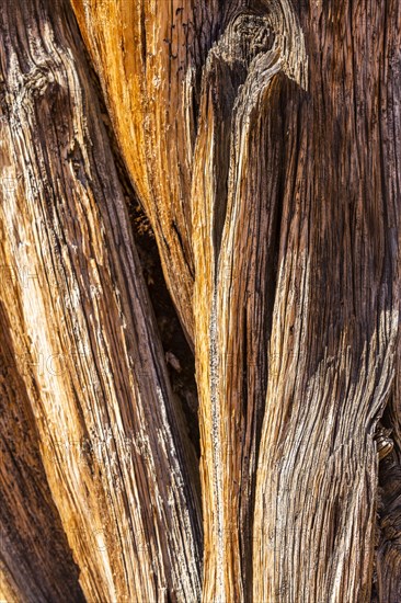 Dry tree trunk with striped pattern