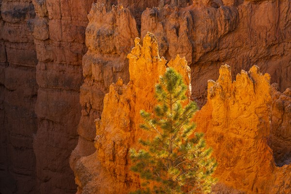 Hoodoo rock formations in canyon