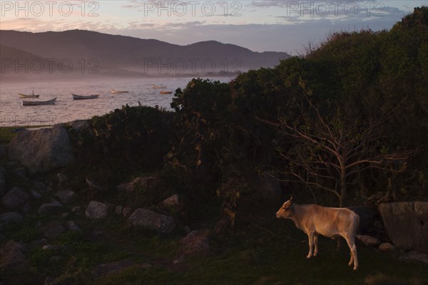 Armacao, Cow grazing near fishing village