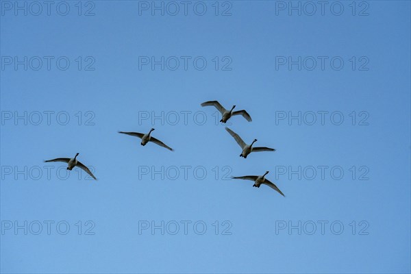 Flock of birds against blue sky