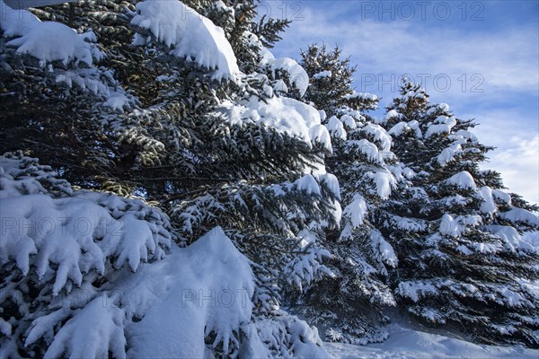 Fresh snow on fir trees