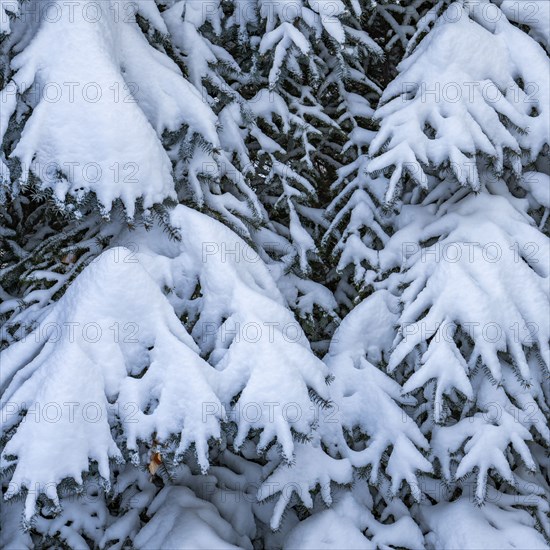 Fresh snow on fir tree