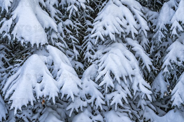 Fresh snow on fir tree