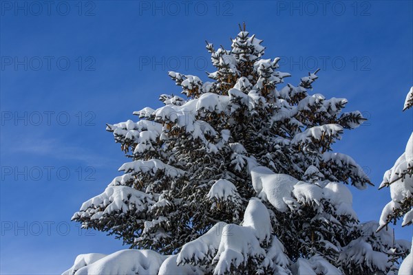 Fresh snow on fir tree