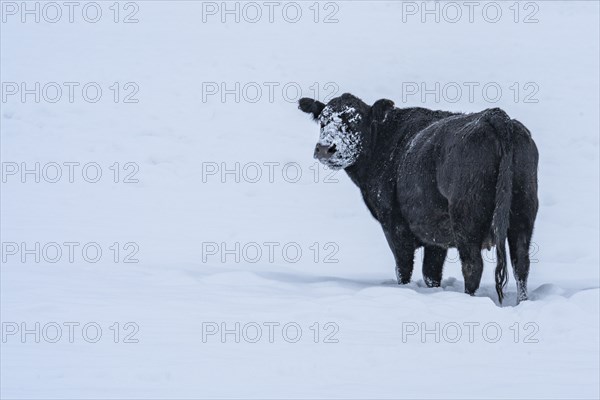 Cow with snow on its head in winter