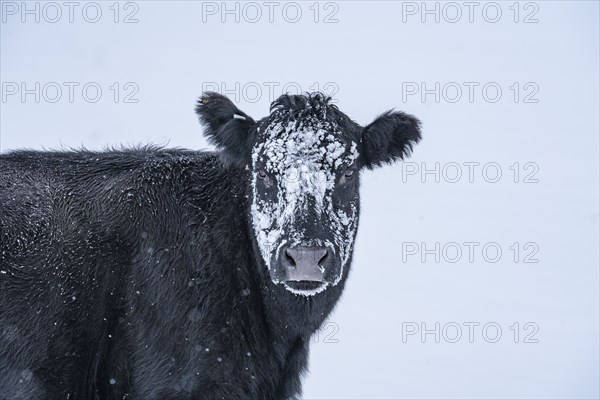 Cow with snow on its head in winter