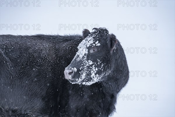 Cow with snow on its head in winter