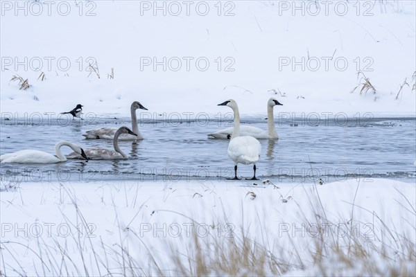 Trumpeter swans