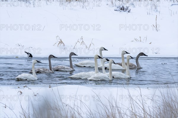 Trumpeter swans