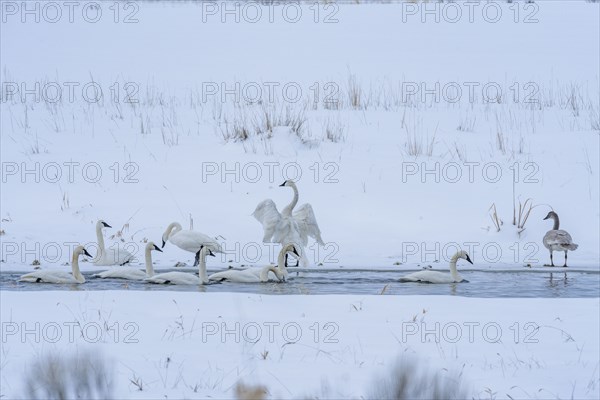 Trumpeter swans