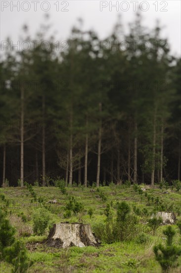 Pine trees planted to replace cut forest