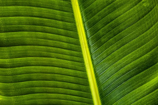 Close-up of green palm leaf