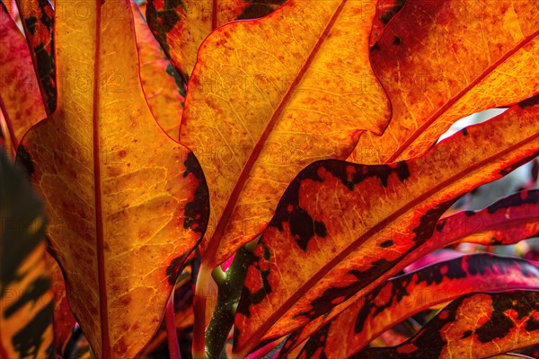 Close-up of bunch of orange palm leaves