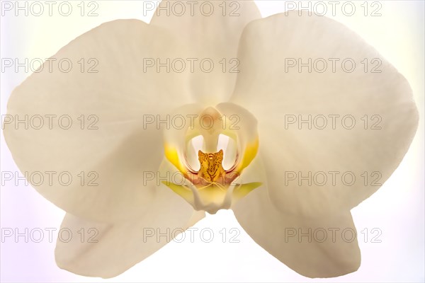 Studio shot of white orchid