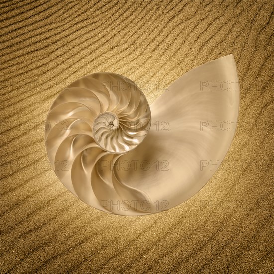 Nautilus sea shell against rippled sand