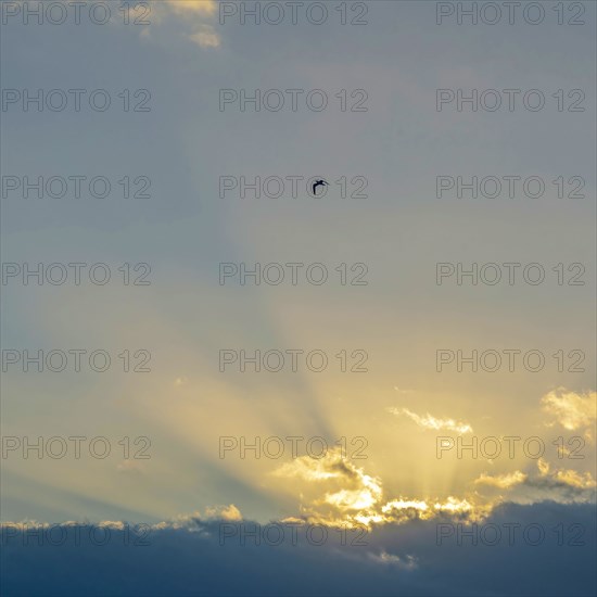 Tern flying against sun rays at sunrise
