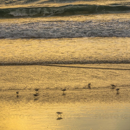 Sand pipers on beach at sunrise