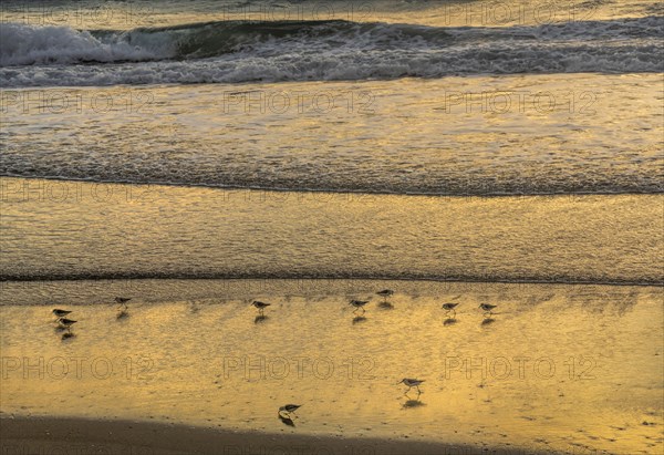 Sand pipers on beach at sunrise