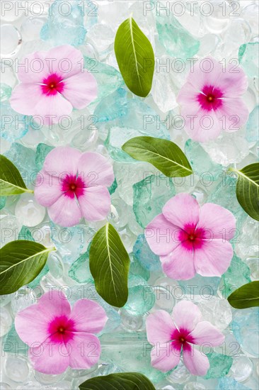 Pink flowers and green leaves on ice cubes