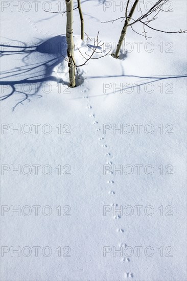 Animal tracks on fresh snow near Sun Valley Idaho on sunny winter day