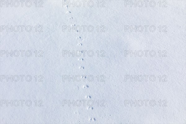 Animal tracks on fresh snow near Sun Valley Idaho on sunny winter day