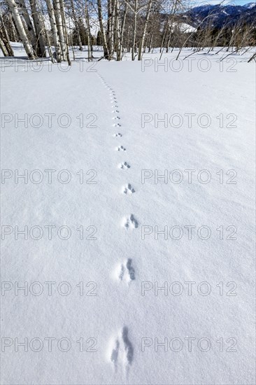 Animal tracks on fresh snow near Sun Valley Idaho on sunny winter day