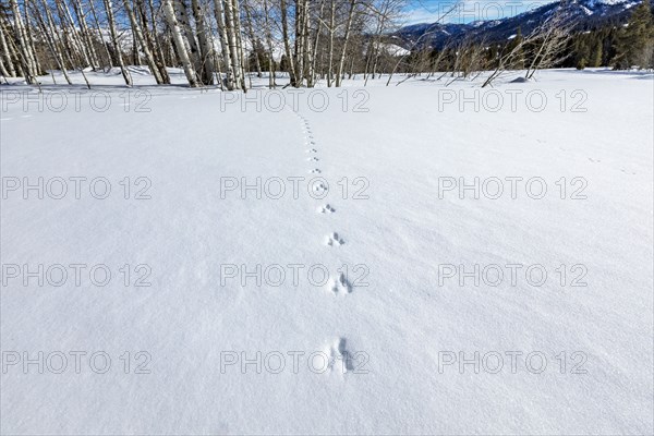 Animal tracks on fresh snow near Sun Valley Idaho on sunny winter day