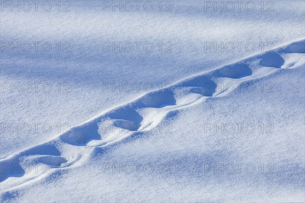 Animal tracks on fresh snow near Sun Valley Idaho on sunny winter day