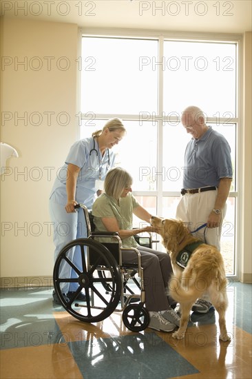 Dog assisted therapy for patient in wheelchair