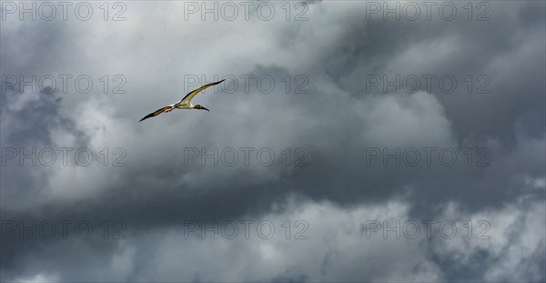 Wood stork