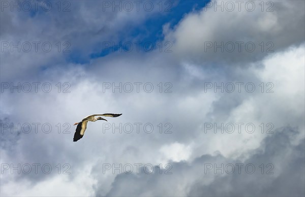 Wood stork