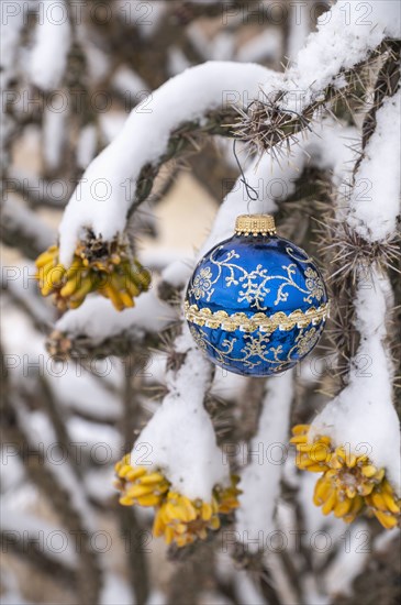 Close-up of Christmas ornament on snow covered cholla cactus