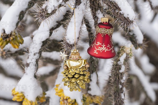 Close-up of Christmas ornaments on snow covered cholla cactus