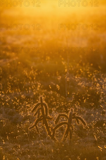 USA, New Mexico, Santa Fe, Cholla cacti at sunset